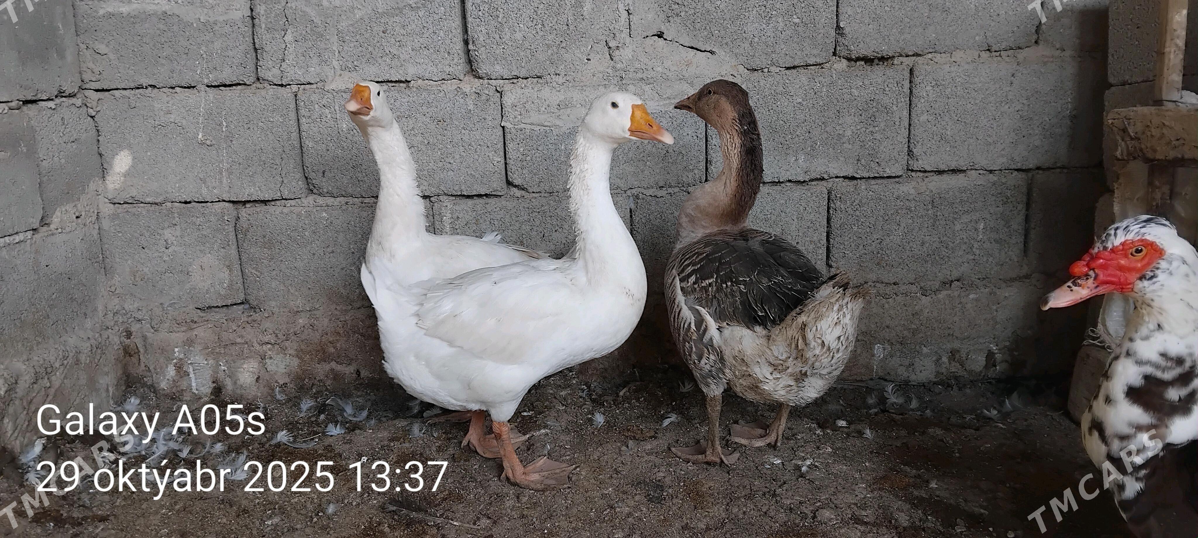 GAZ GUS - Gökdepe - img 2