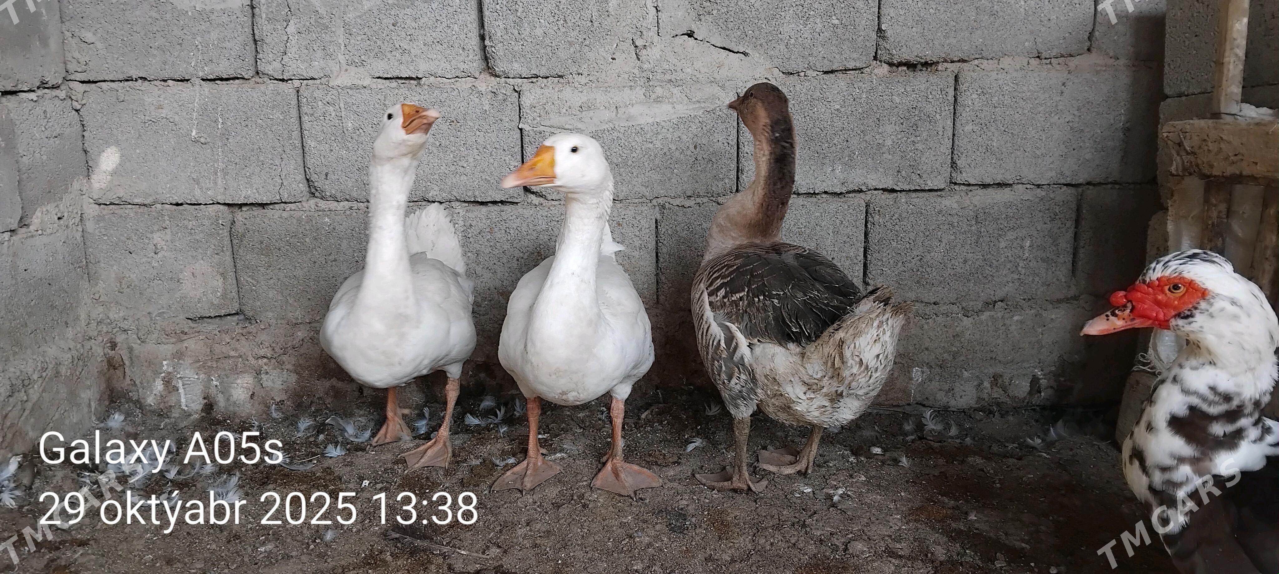 GAZ GUS - Gökdepe - img 3