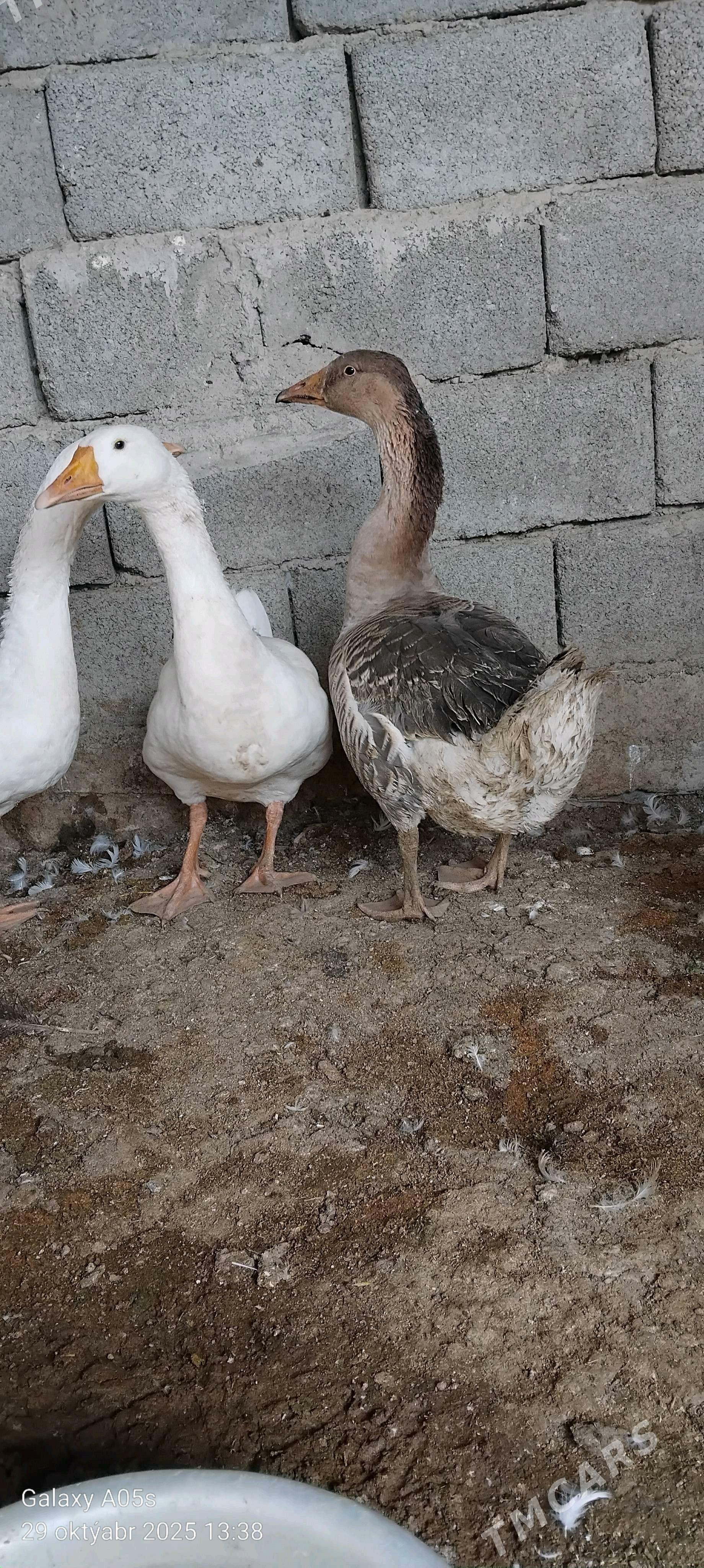 GAZ GUS - Gökdepe - img 4