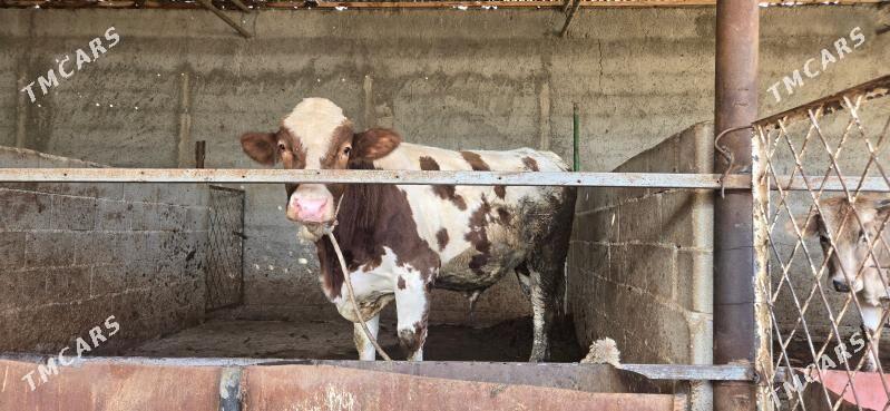 semental okuz - Aşgabat - img 1