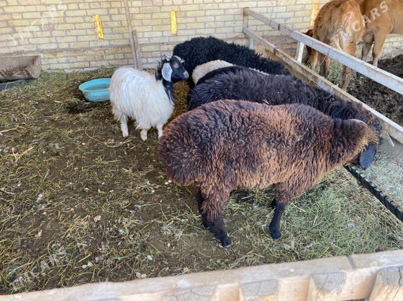 gysar goç - Халач - img 3