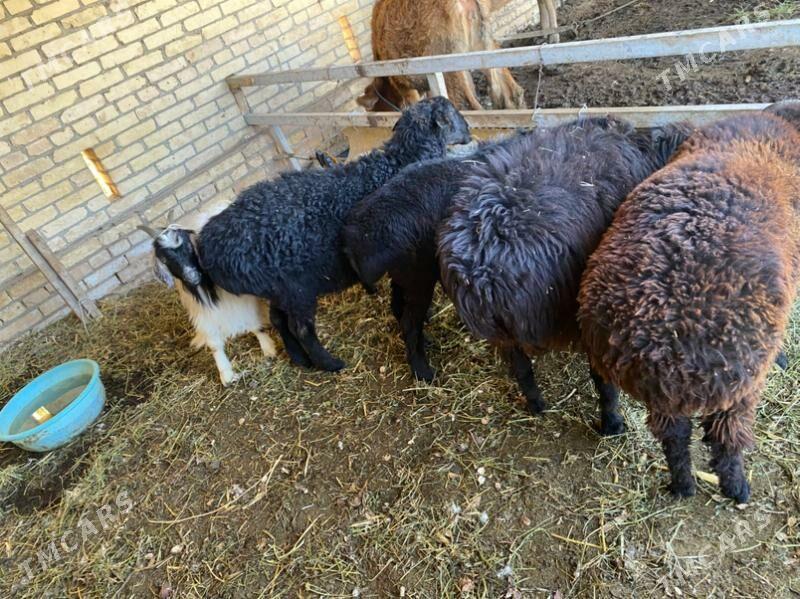 gysar goç - Халач - img 2