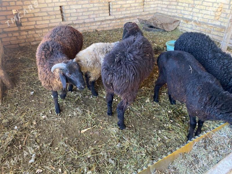 gysar goç - Халач - img 5