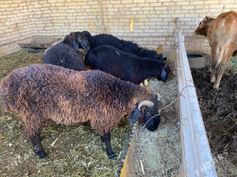 gysar goç - Халач - img 4