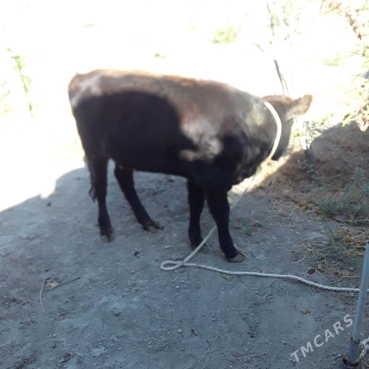 tüwe şiwes - Büzmeýin - img 3