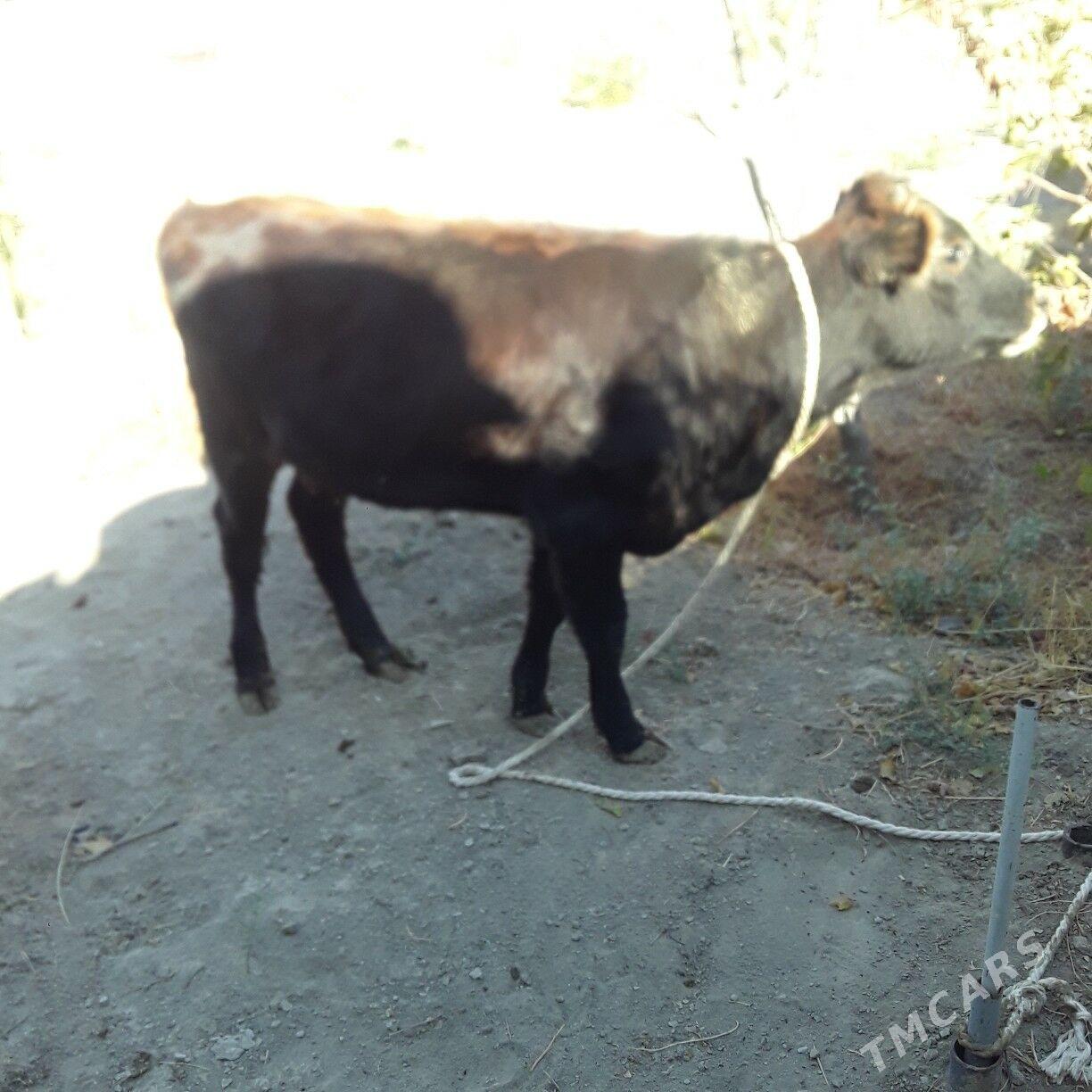 tüwe şiwes - Büzmeýin - img 2