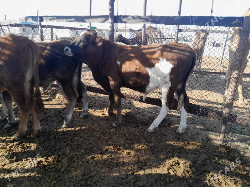 okuzce - Balkanabat - img 6