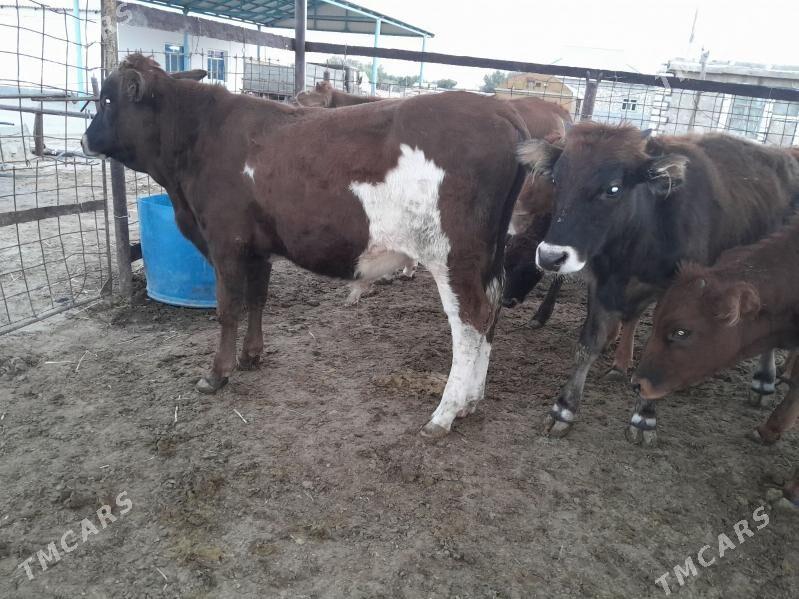 okuzce - Balkanabat - img 7