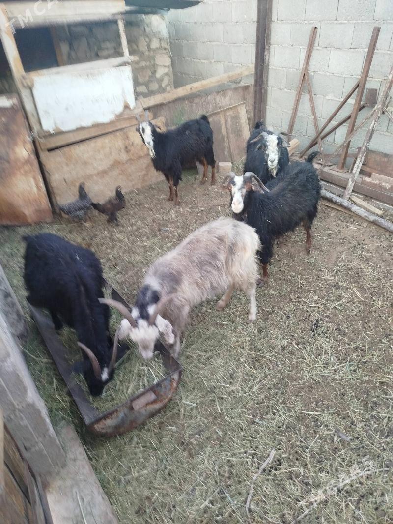 Geci - Balkanabat - img 4