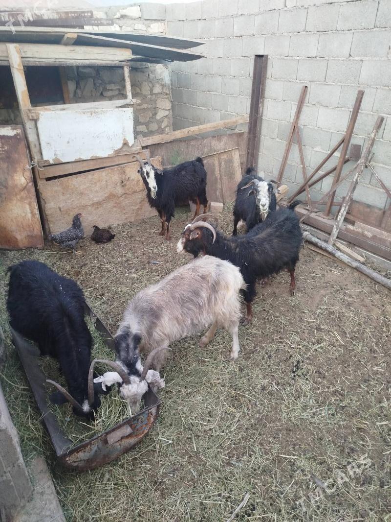 Geci - Balkanabat - img 3