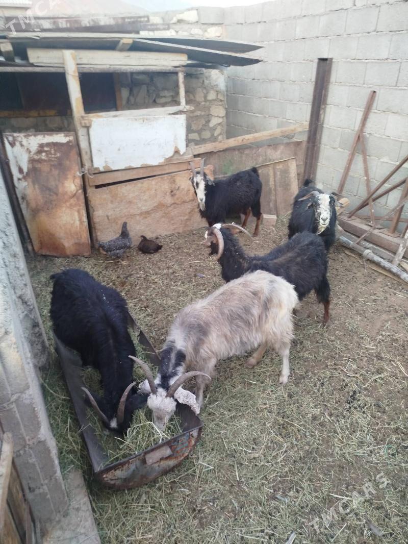 Geci - Balkanabat - img 2