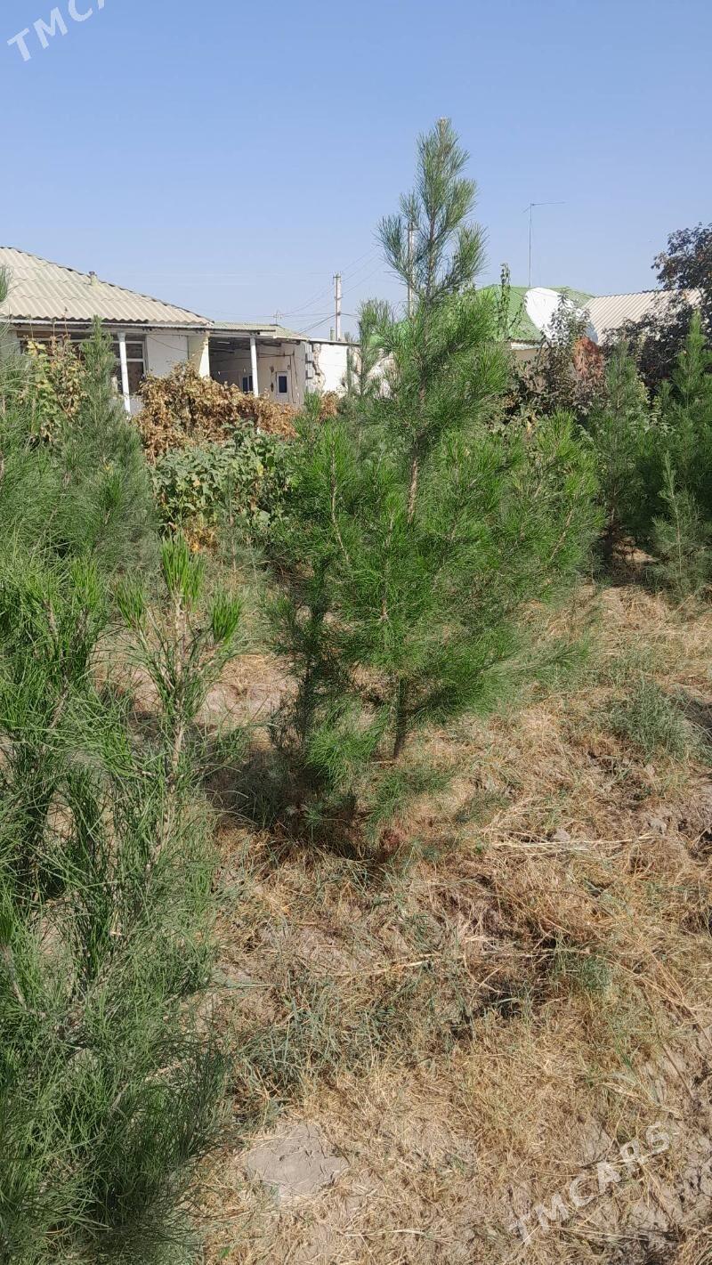 sosno - Багир - img 1