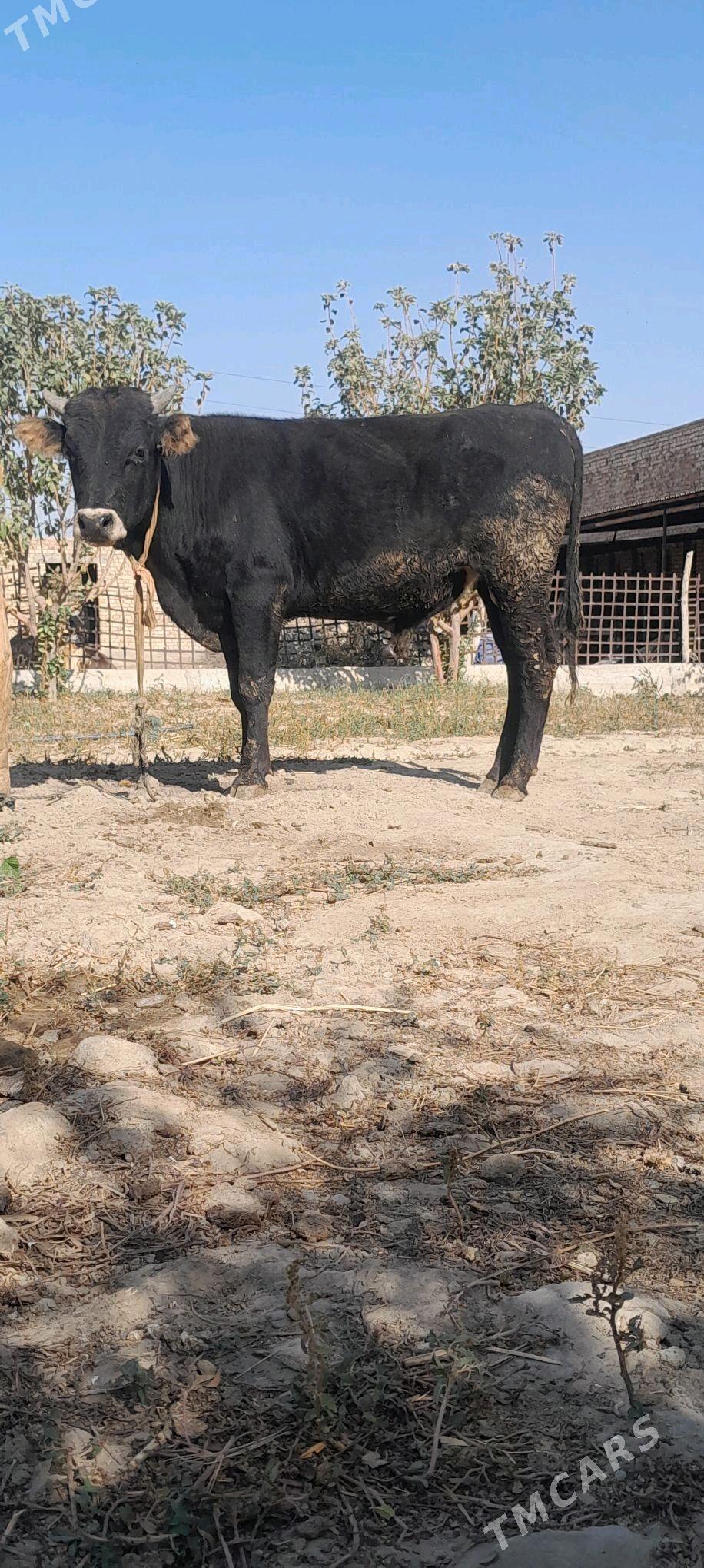 okiz - Бахарден - img 1