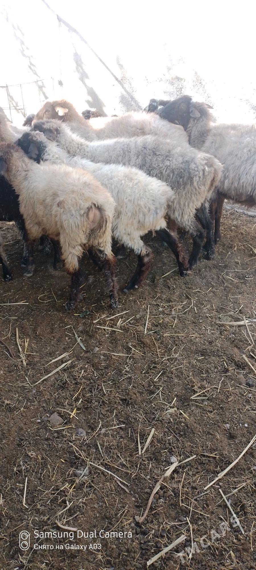 goyun tokly - Gökdepe - img 1