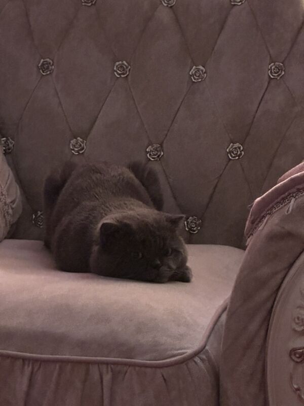 vazka kot - Aşgabat - img 2