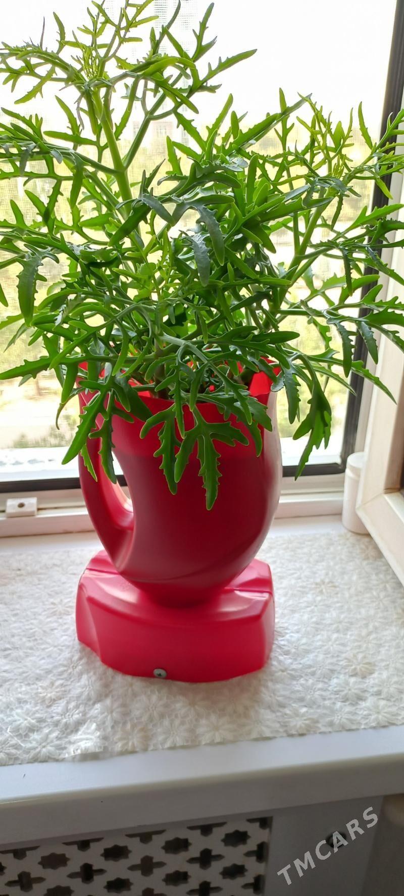 цветы - Aşgabat - img 1