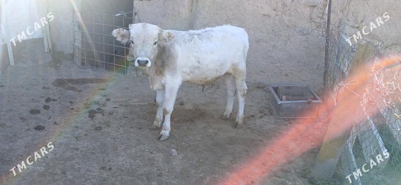 yas öküz - Bäherden - img 2