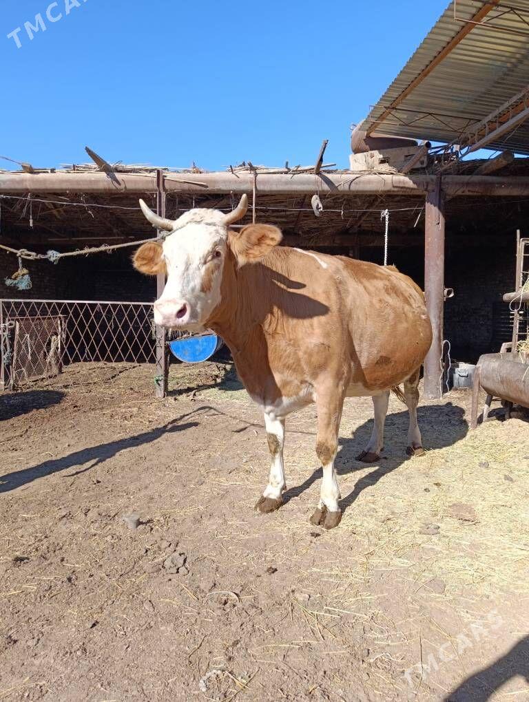 YETİK.    BOGAZ.     SİMENTAL. - Туркменабат - img 3