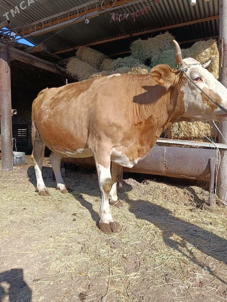 YETİK.    BOGAZ.     SİMENTAL. - Туркменабат - img 6