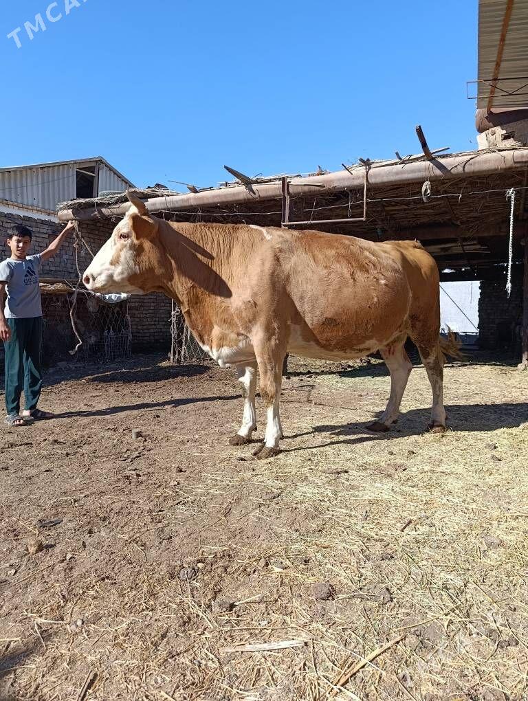 YETİK.    BOGAZ.     SİMENTAL. - Туркменабат - img 1