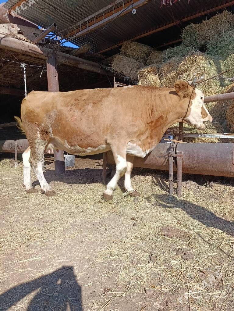 YETİK.    BOGAZ.     SİMENTAL. - Туркменабат - img 2