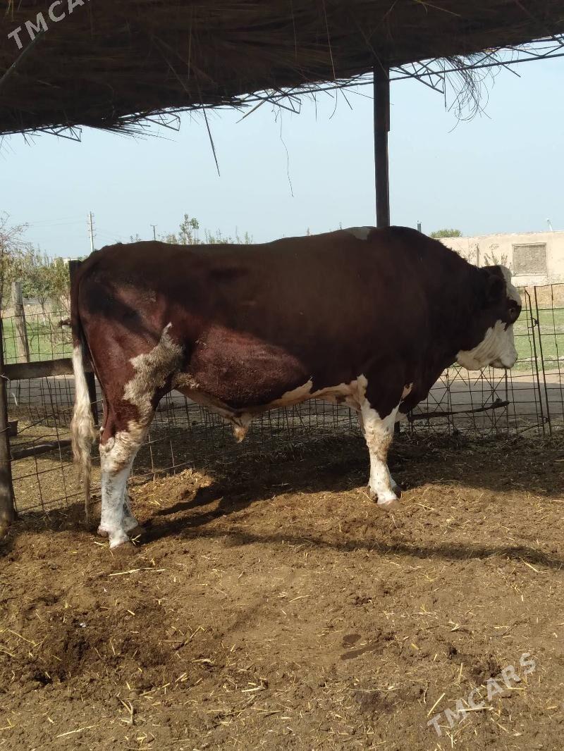 YETİK.    BOGAZ.     SİMENTAL. - Туркменабат - img 5