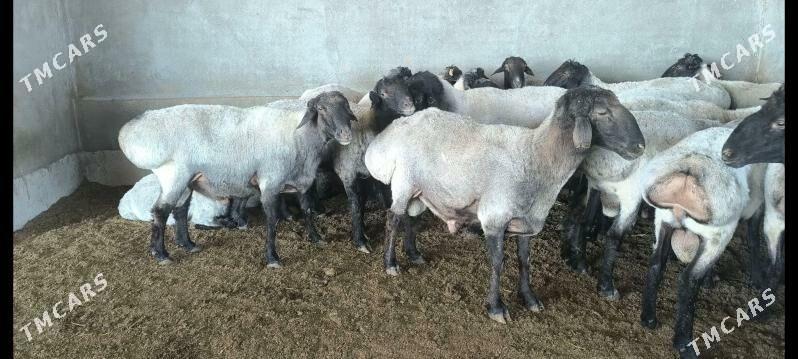 Goç - Векильбазар - img 2