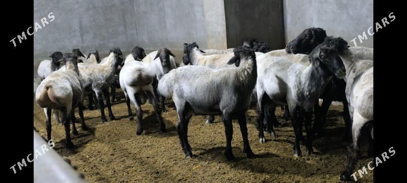 Goç - Векильбазар - img 3