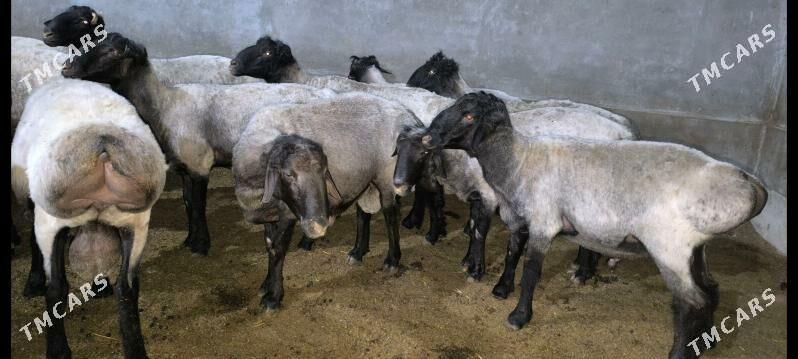 Goç - Векильбазар - img 5