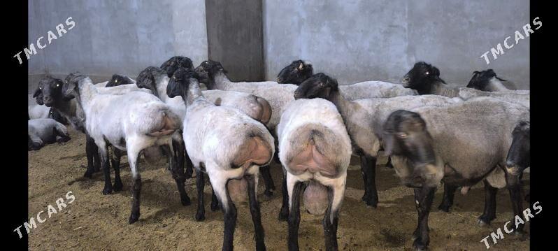 Goç - Векильбазар - img 6