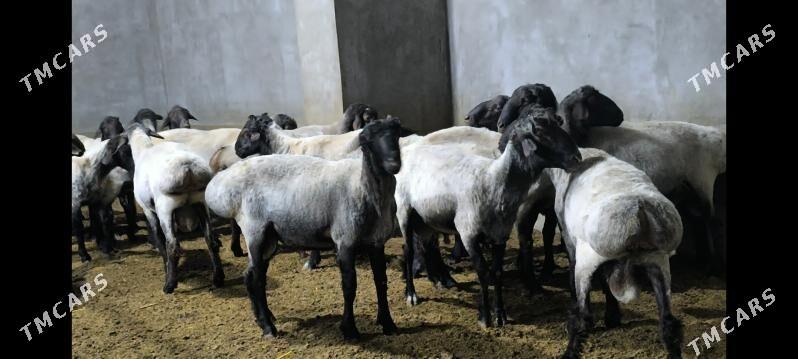 Goç - Векильбазар - img 4