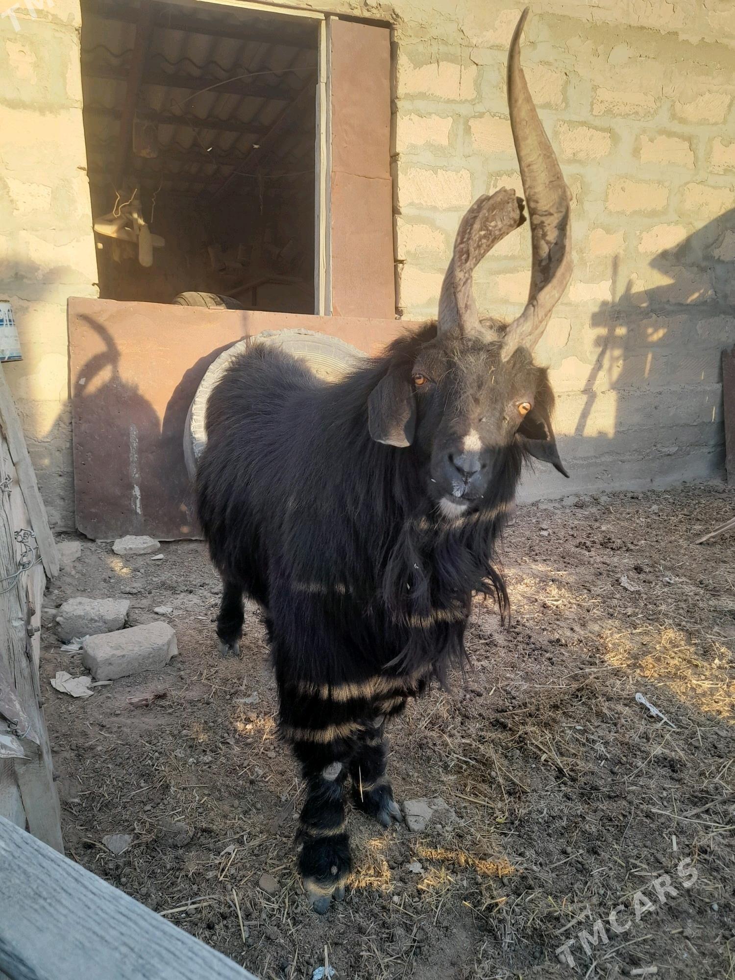 teke - Гумдаг - img 6