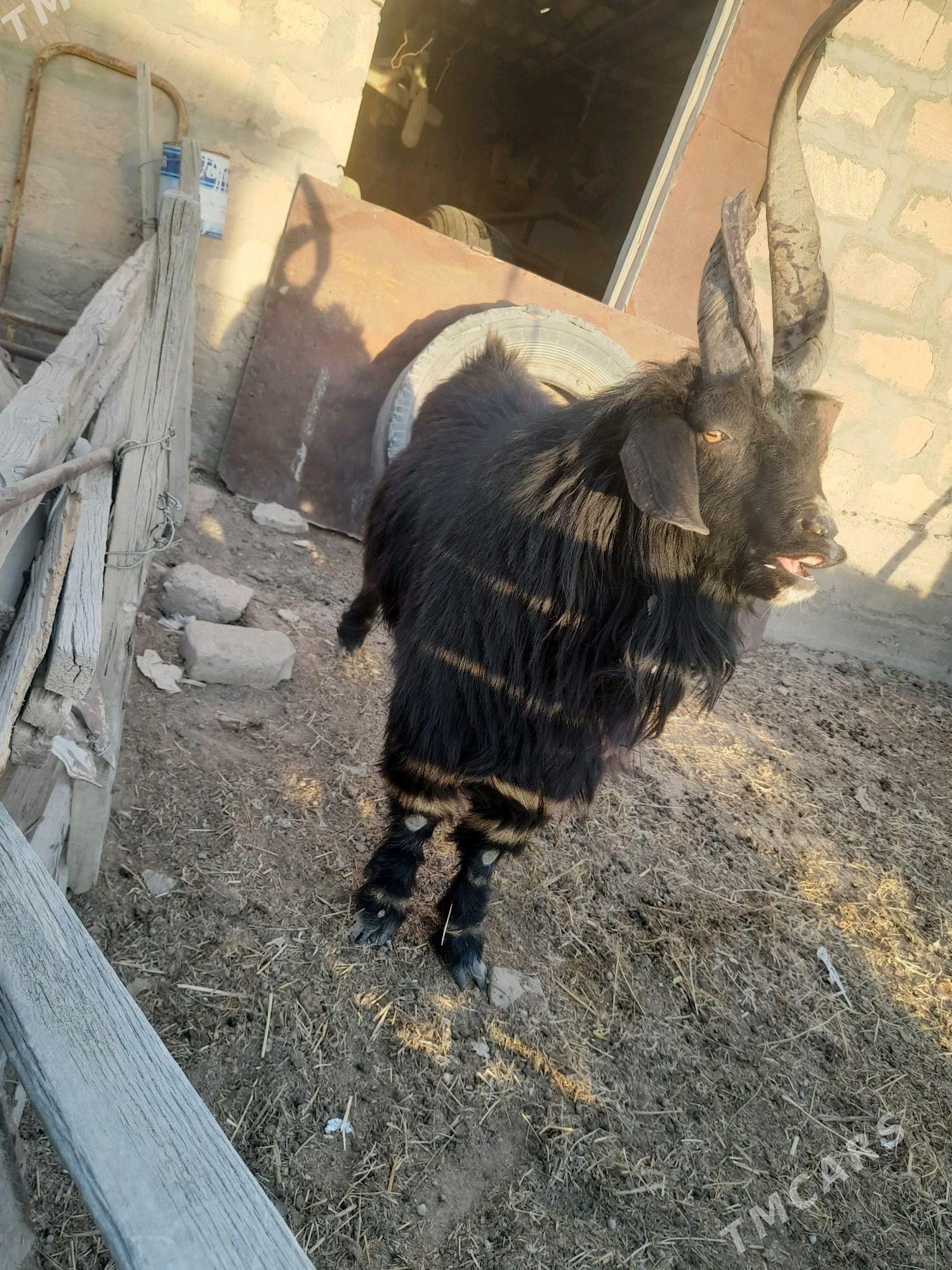 teke - Гумдаг - img 4