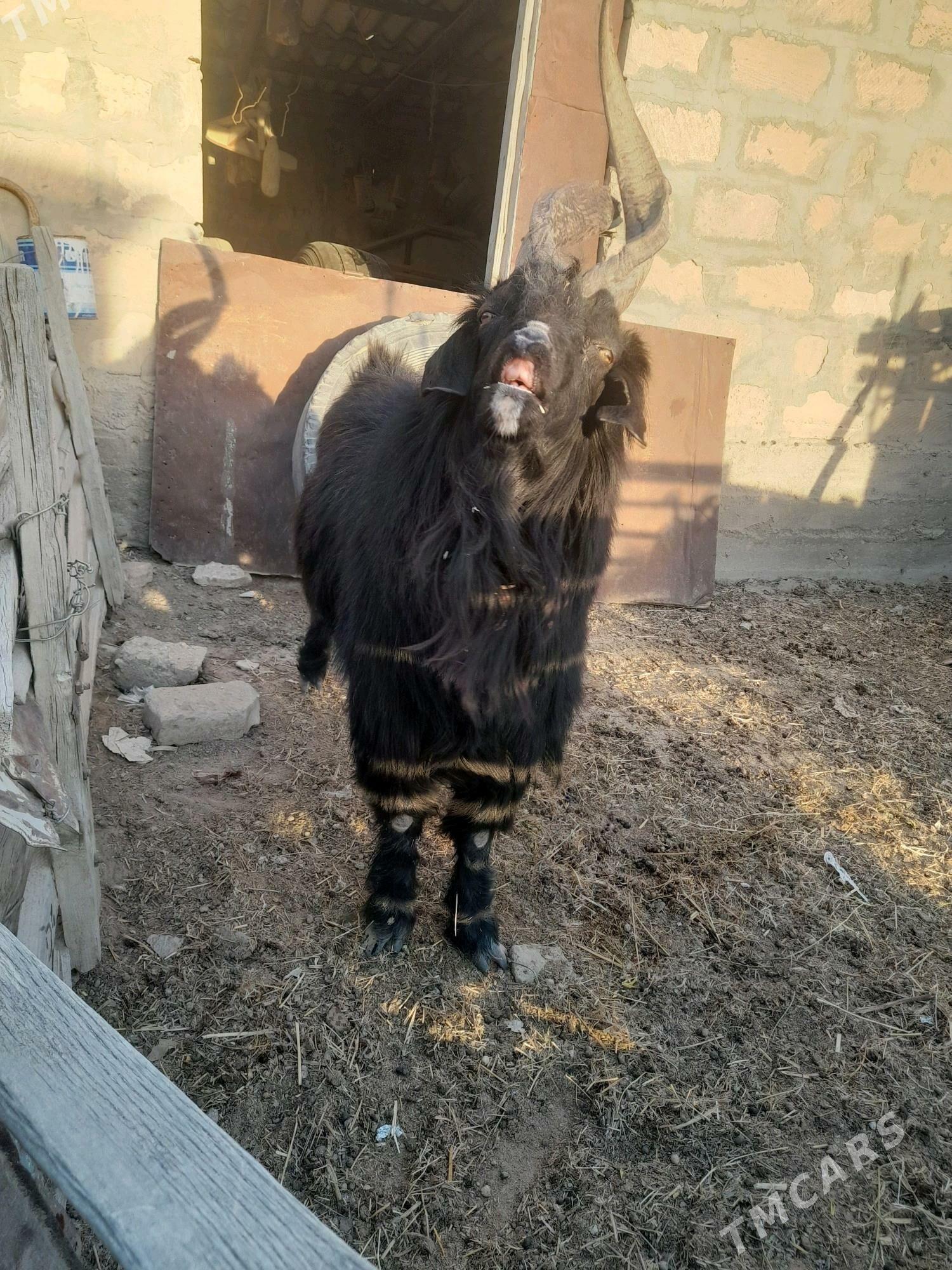 teke - Гумдаг - img 5