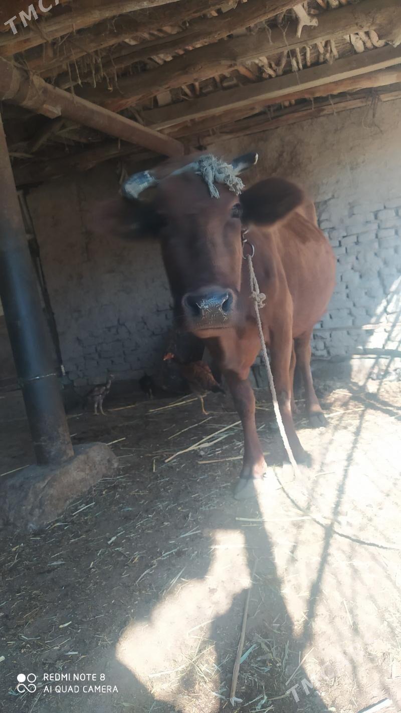 sığır kaçar - Daşoguz - img 1