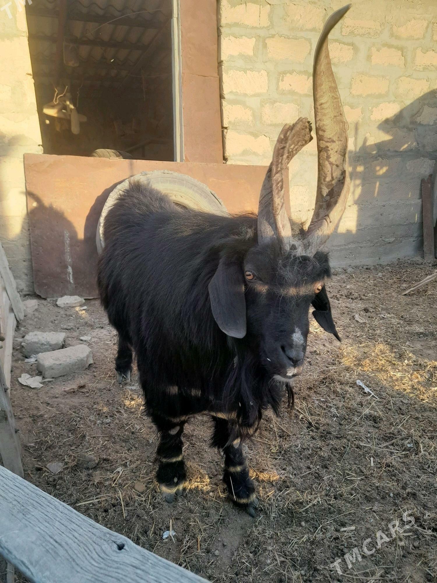 teke - Гумдаг - img 7