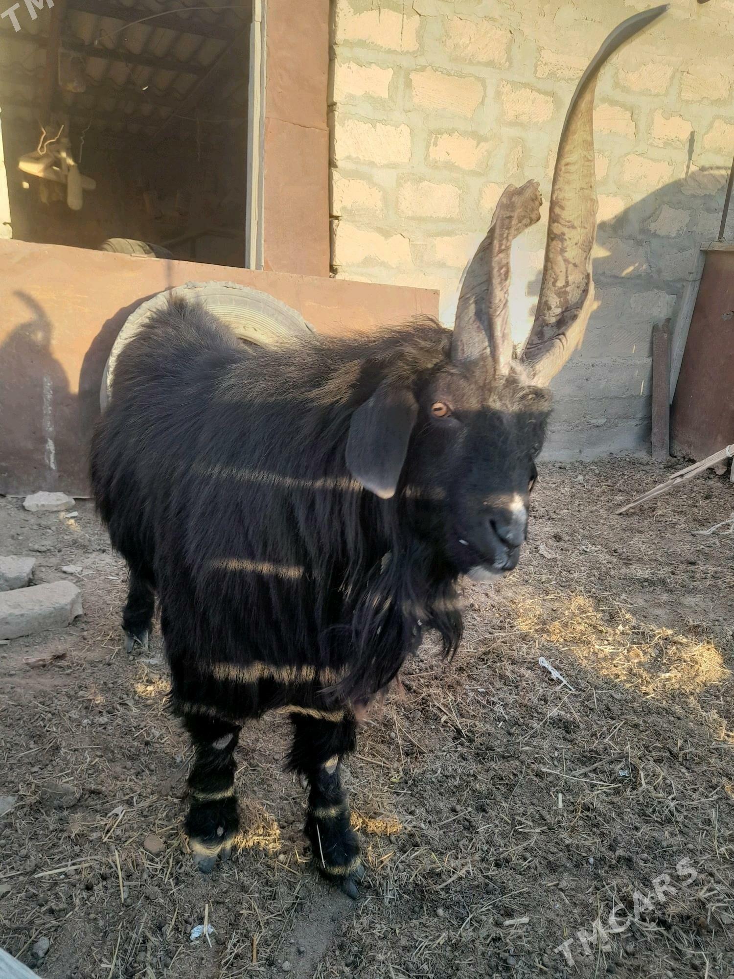 teke - Гумдаг - img 8