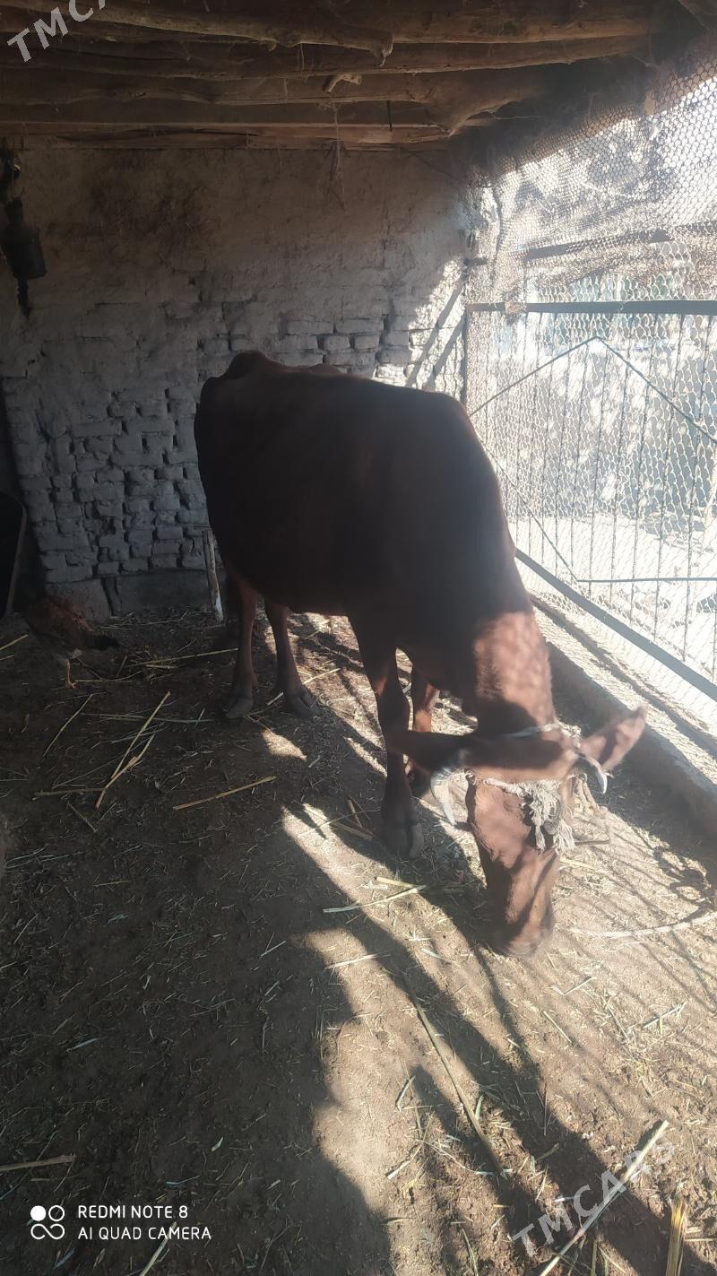 sığır kaçar - Daşoguz - img 3