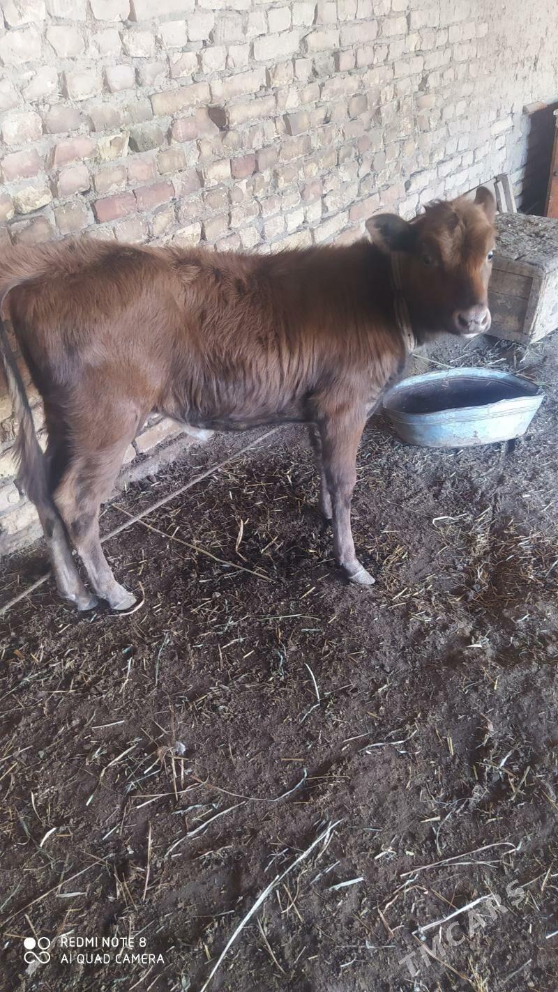 sığır kaçar - Daşoguz - img 6