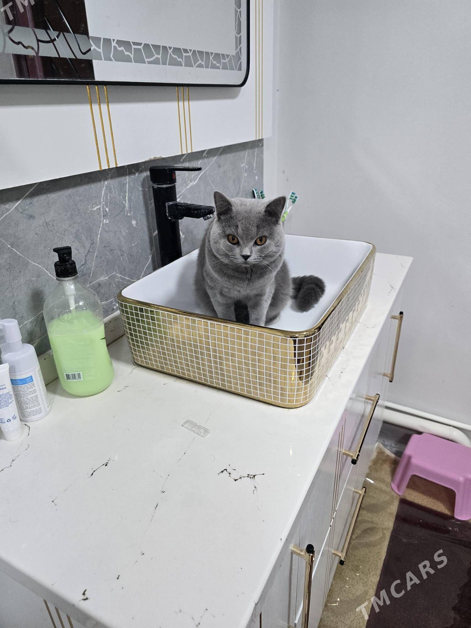 Şotlandskiy pişik - Daşoguz - img 2