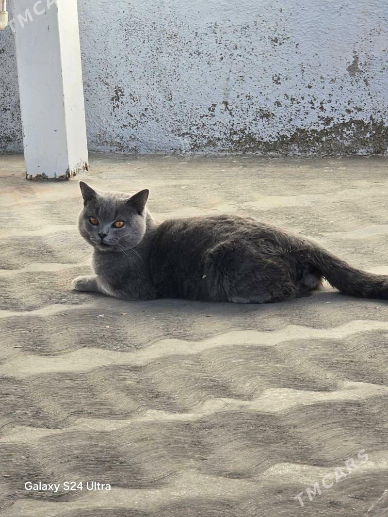 Şotlandskiy pişik - Дашогуз - img 1