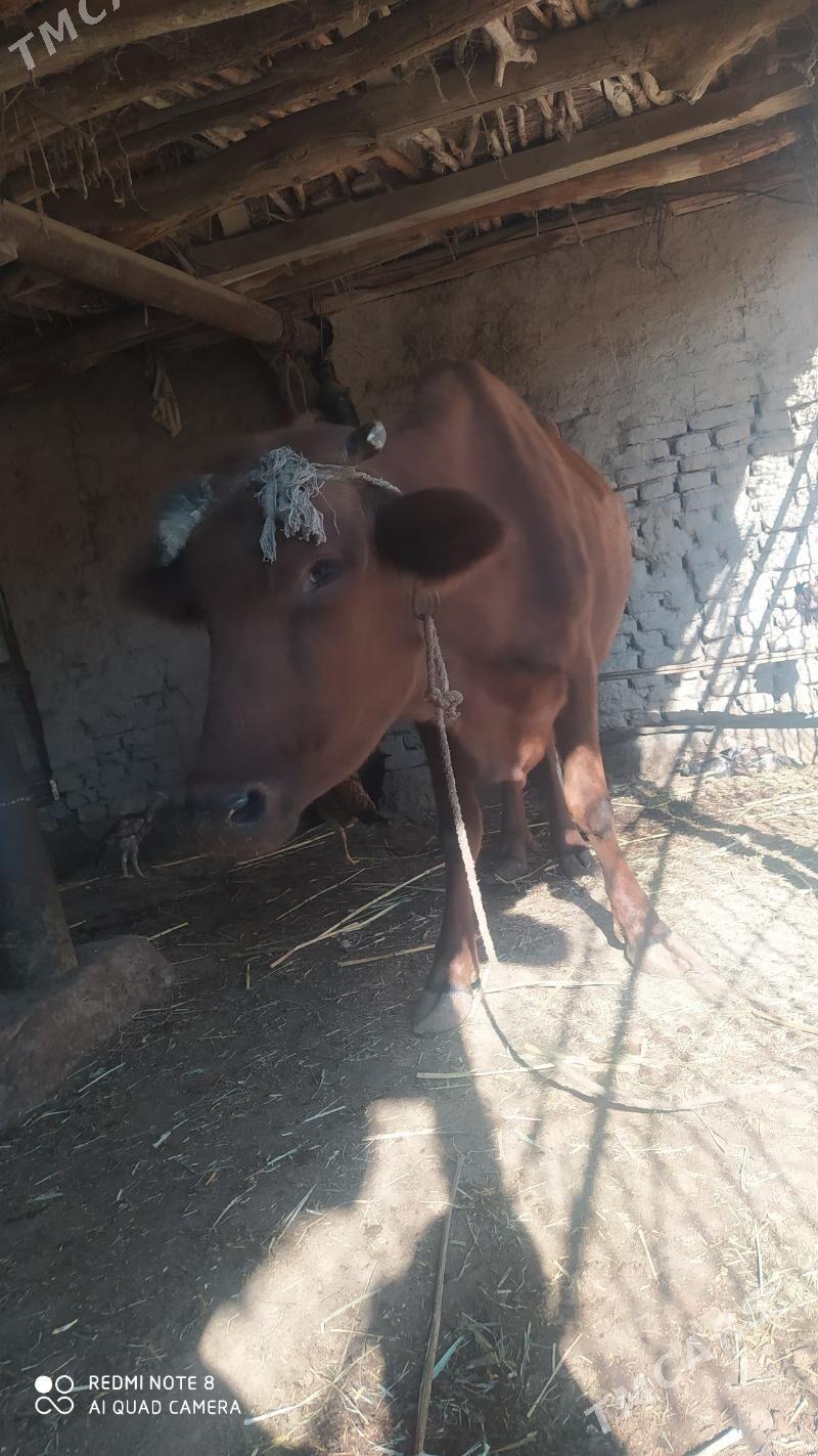 sığır kaçar - Daşoguz - img 2