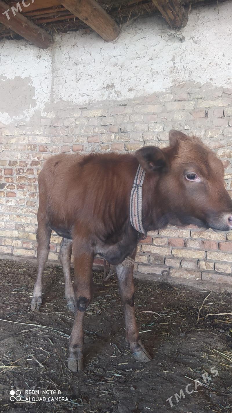 sığır kaçar - Daşoguz - img 4