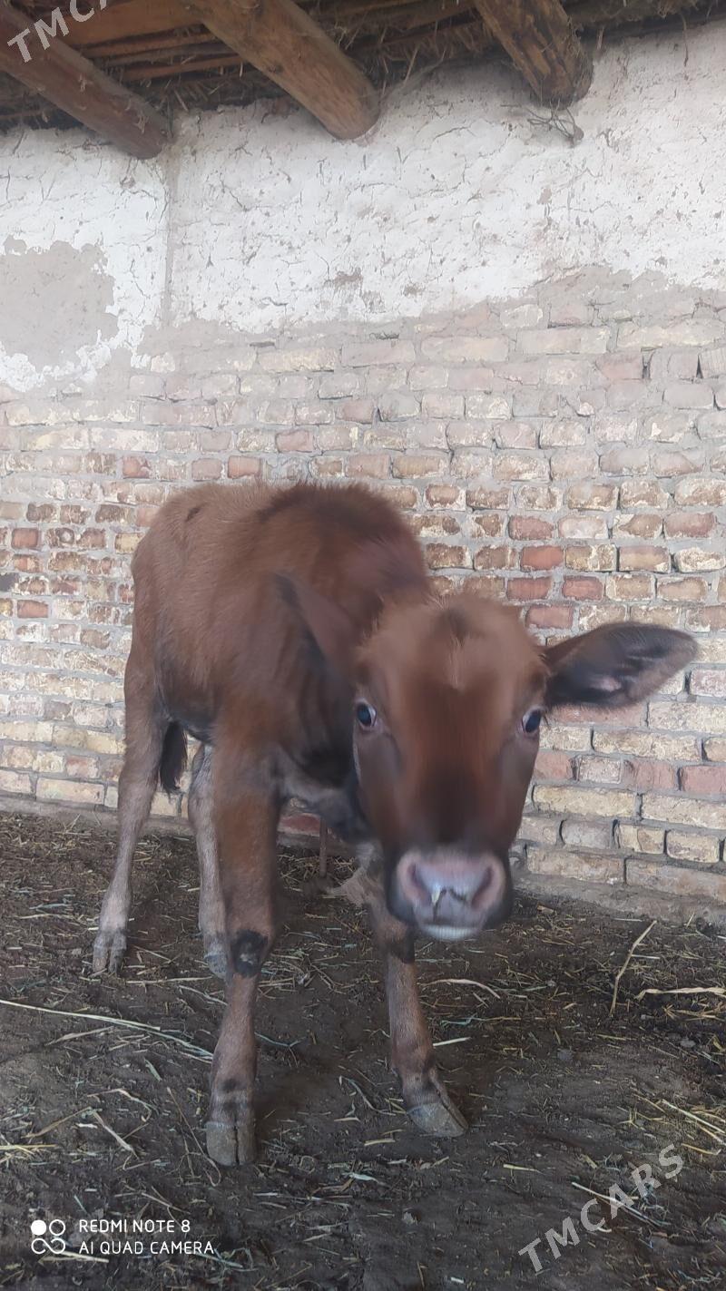 sığır kaçar - Daşoguz - img 5