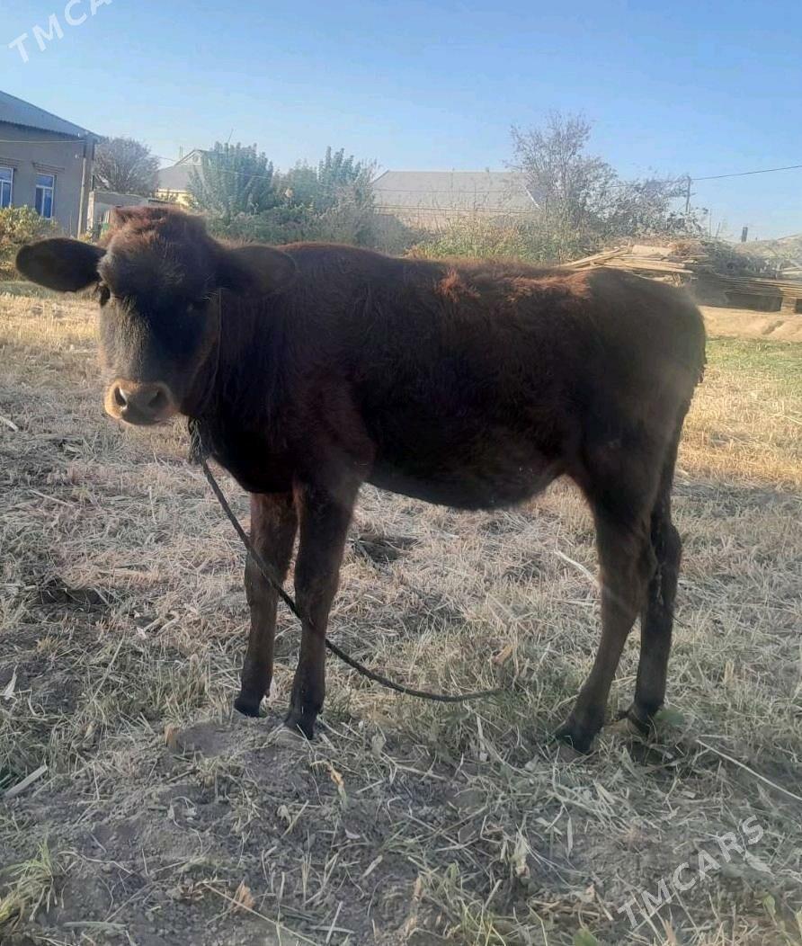 Голе - Мары - img 3