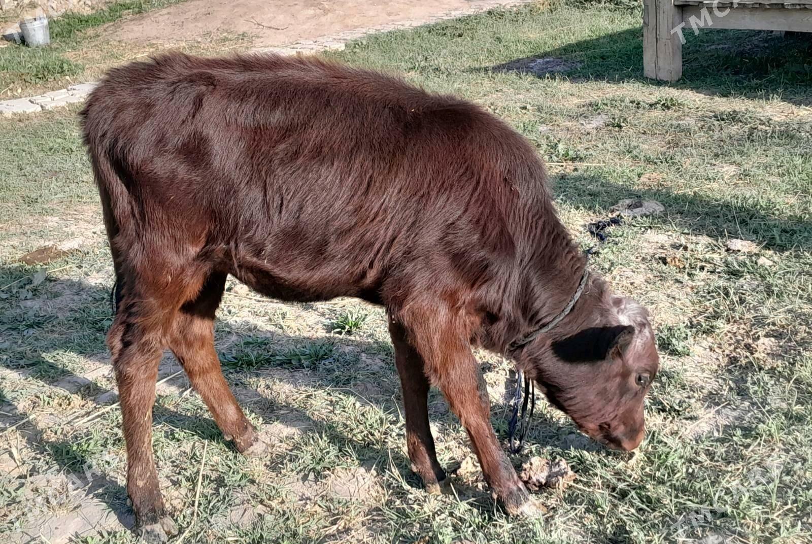 Голе - Мары - img 5