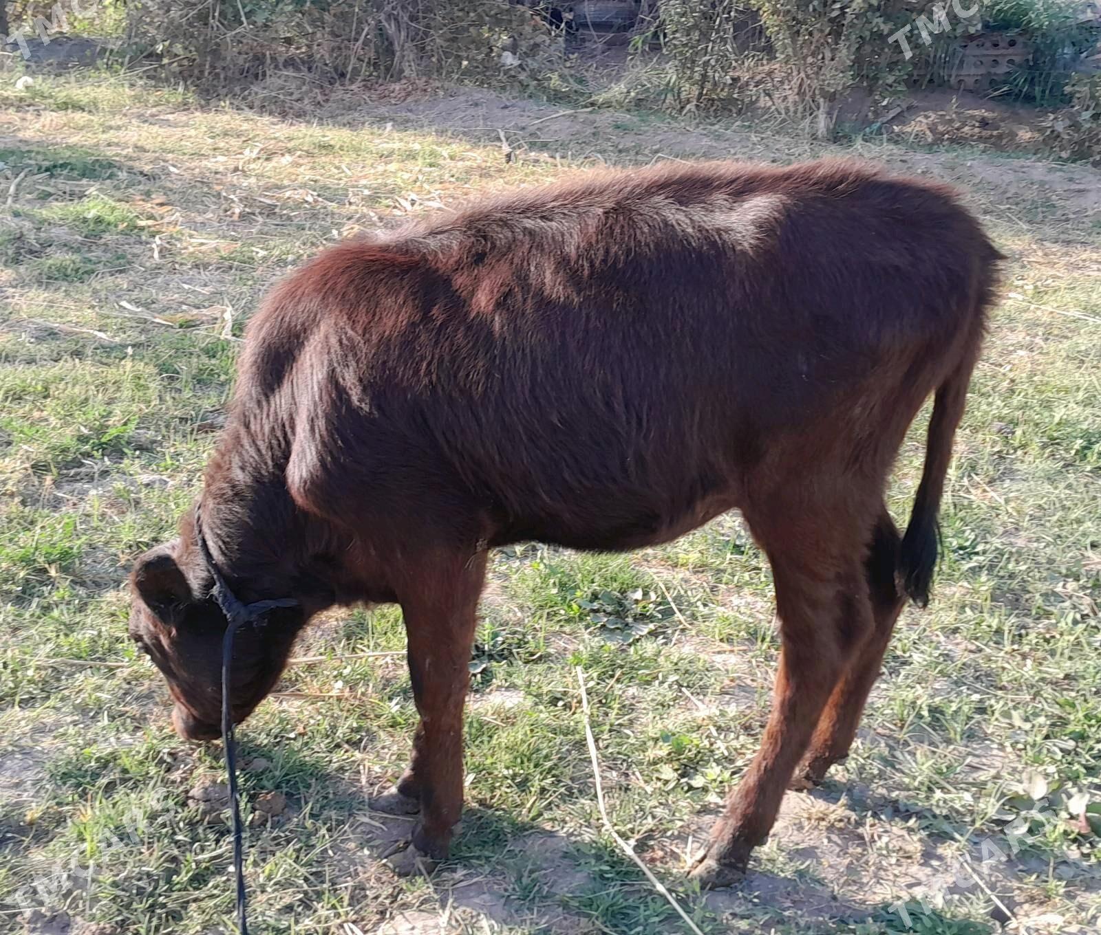 Голе - Мары - img 4