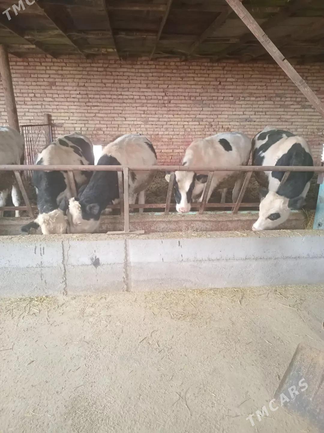 okuzler - Çärjew - img 1