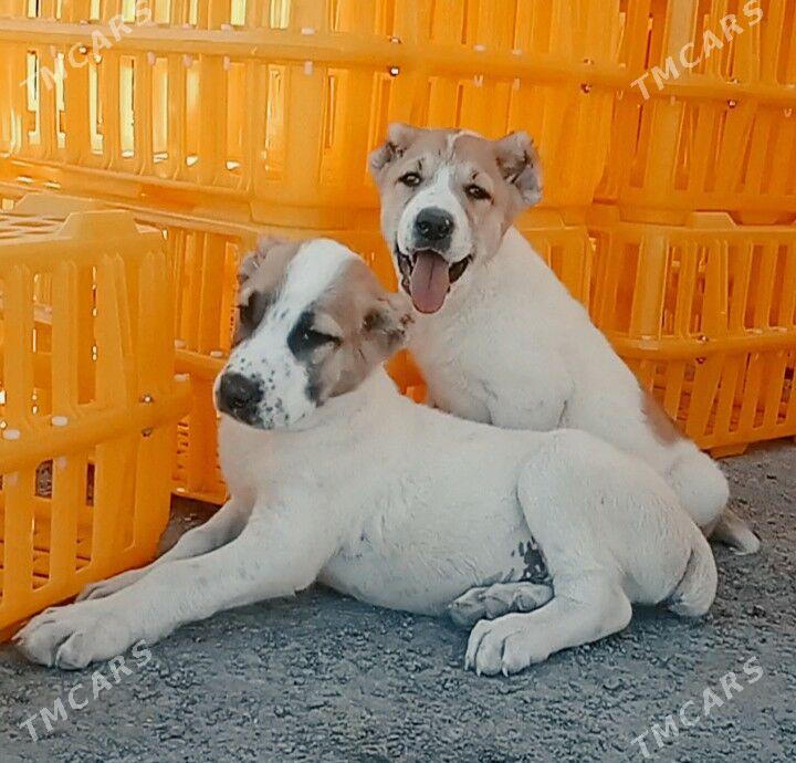 alaway - Aşgabat - img 3