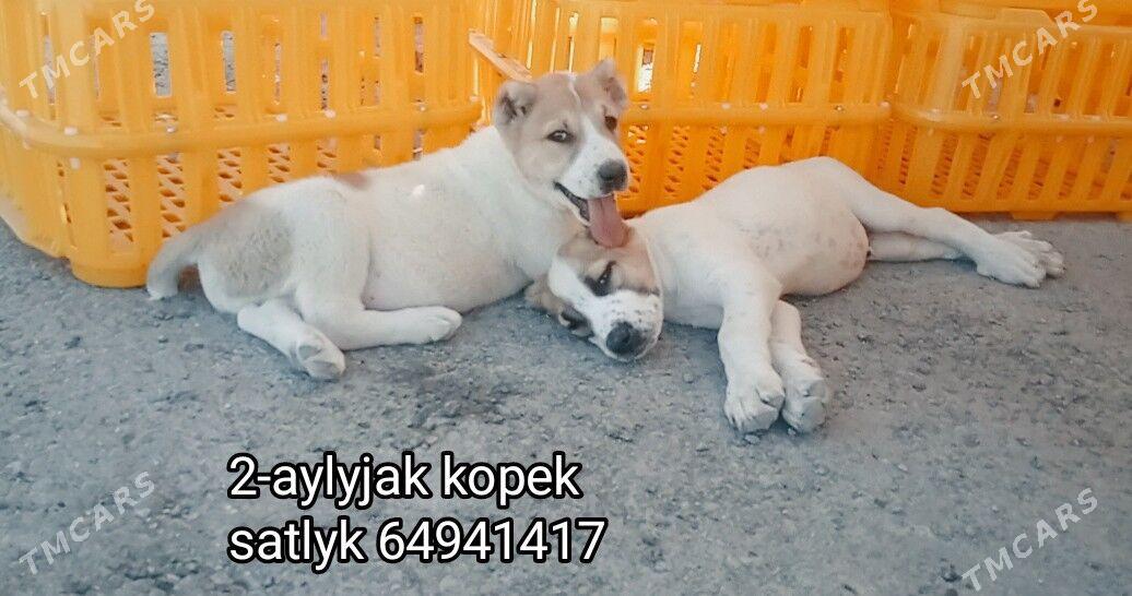 alaway - Aşgabat - img 4